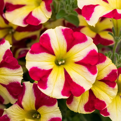 Petunie 'Amore® Queen of Hearts' rot-gelb, hängend, Topf-Ø 13 cm, 6 Pflanzen