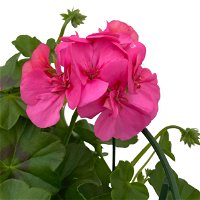Geranie 'Temprano Marimba' pink, hängend,Topf-Ø 13 cm, 6er-Set