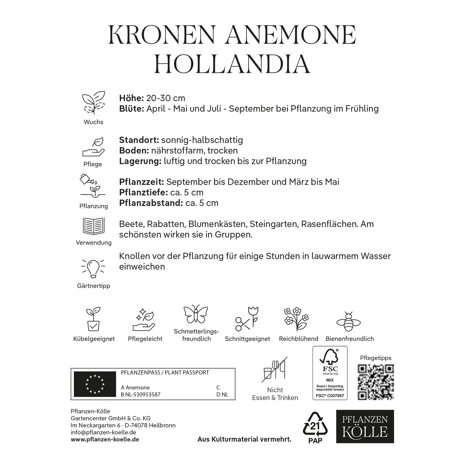 Kronen-Anemonen 'Hollandia', rot, Größe 7/8, 10 Blumenzwiebeln
