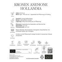 Kronen-Anemonen 'Hollandia', rot, Größe 7/8, 10 Blumenzwiebeln