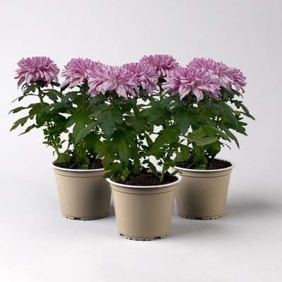 Chrysantheme 'Chrysanne® Zembla Next Art', gesprenkelt,Topf-Ø 13cm, 3 Pflanzen