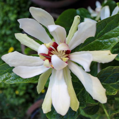 Gewürzstrauch-Set Rot-Weiß, 2er-Set, Höhe 60-80 cm, Topf 7,5 Liter Gewürzstrauch-Set Rot-Weiß, 2er-Set, Höhe 60-80 cm, Topf 7,5 Liter