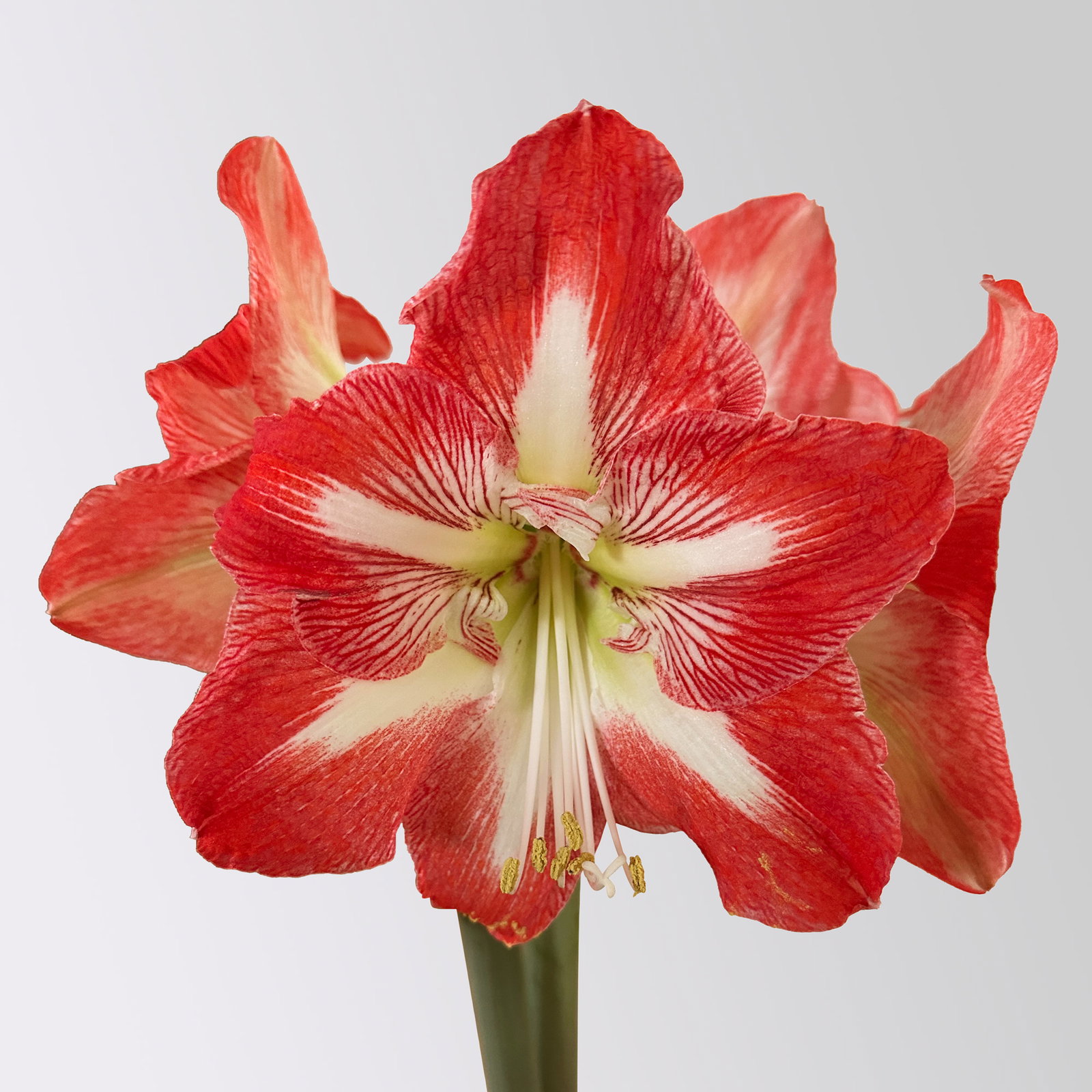 Amaryllis in Wachs XL, Dekor 'Basic Red Burgundy', Blüte rot-weiß Amaryllis in Wachs XL, Dekor 'Basic Red Burgundy', Blüte rot-weiß