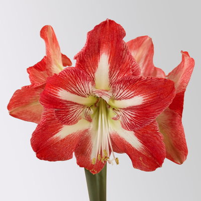 Amaryllis in Wachs XL, Dekor 'Basic Red Burgundy', Blüte rot-weiß Amaryllis in Wachs XL, Dekor 'Basic Red Burgundy', Blüte rot-weiß