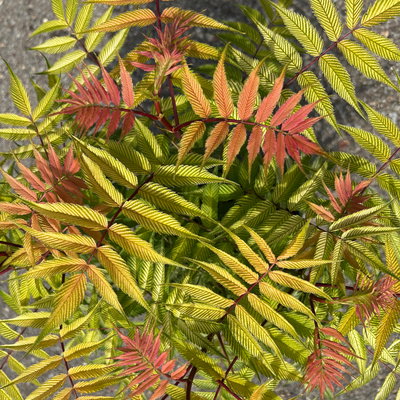 Niedrige Fiederspiere, Sorbaria sorbifolia 'Sem'(s), cremeweiß, Topf 5 l