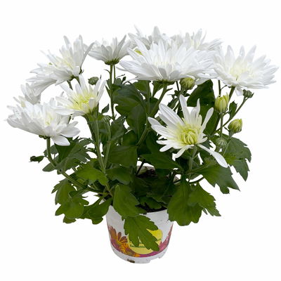 Chrysanthemen 'Sensation' weiß gefranst, Topf-Ø 14 cm, 4er-Set