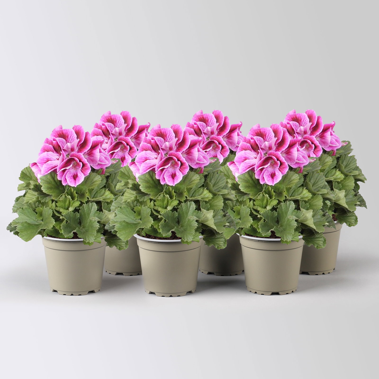 Edelgeranie Bella Donna® 'Don Mario®', lila, Topf-Ø 12 cm, 6 Pflanzen