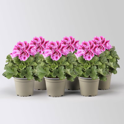 Edelgeranie Bella Donna® 'Don Mario®', lila, Topf-Ø 12 cm, 6 Pflanzen