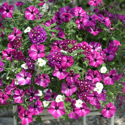 Beet- und Balkonpflanzen-Mix, lila-weiß, Topf-Ø 13 cm, 6 Pflanzen