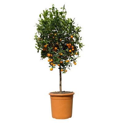 Calamondin, Stamm, Topf-Ø 35 cm, Höhe ca. 170 cm
