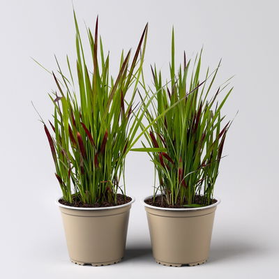 Japanisches Blutgras 'Red Baron', 2er-Set, Blattspitzen in rot, je im 14 cm Topf Japanisches Blutgras 'Red Baron', 2er-Set, Blattspitzen in rot, je im 14 cm Topf