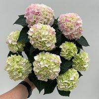 Hortensie 'Hi Diamond', rosa, Topf-Ø 14 cm, Höhe ca. 40 cm, 2 Pflanzen
