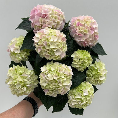 Hortensie 'Hi Diamond', rosa, Topf-Ø 14 cm, Höhe ca. 40 cm, 2 Pflanzen