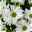 Chrysanthemen 'Chrysanne® Margarita White' weiß, Topf-Ø 13/14 cm, 4er-Set