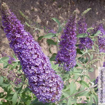 Schmetterlingsstrauch, Buddleja 'Rêve de Papillion® Blue', blau, Topf 5 Liter Schmetterlingsstrauch, Buddleja 'Rêve de Papillion® Blue', blau, Topf 5 Liter