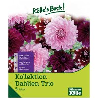 Dahlien-Kollektion 'Trio', 5 Blumenknollen