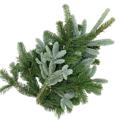 Nordmann- und Nobilis-Tannenzweige gemischt im Handbund, je ca. 1 kg, 3 Bund Nordmann- und Nobilis-Tannenzweige gemischt im Handbund, je ca. 1 kg, 3 Bund