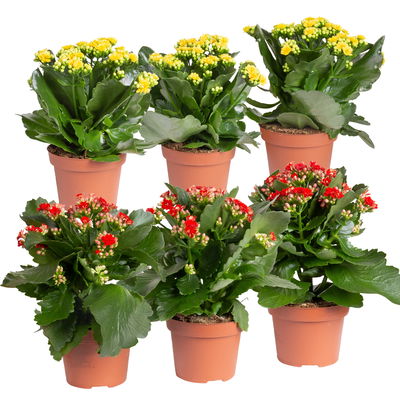 Kalanchoe 'Calandiva'®, rot&gelb, Topf Topf-Ø 12 cm, Höhe ca. 20-30cm, 6er-Set