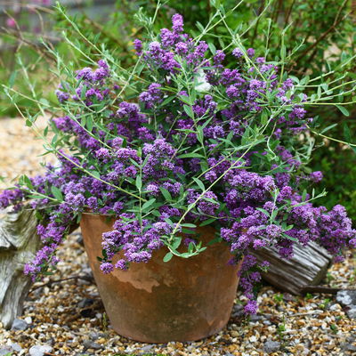 Kompakter Hängeflieder 'Unique' ('PMooRE12')(s), 3er-Set, violettblau, Topf 3 l