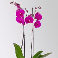 Phalaenopsis lila, 2 Rispen, Topf-Ø 12 cm, Höhe ca. 60 cm