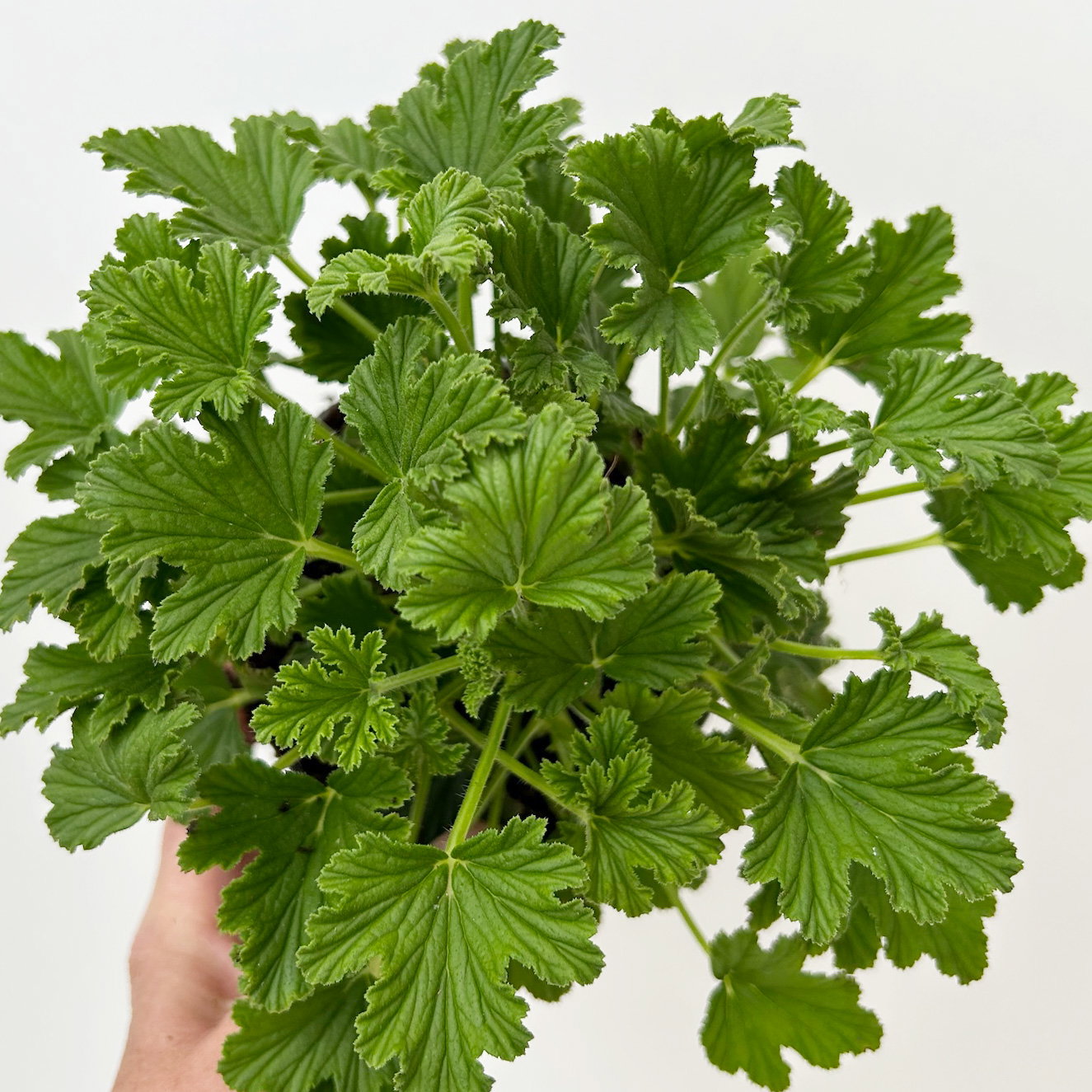 Pflanzenkreation 'No Mosquito', 12 Pflanzen inkl. Erde und Dünger