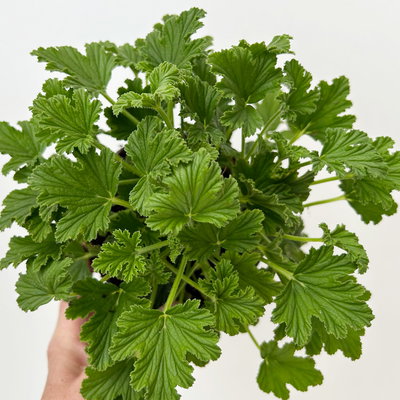 Pflanzenkreation 'No Mosquito', 12 Pflanzen inkl. Erde und Dünger