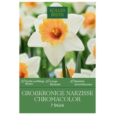 Großkronige Narzissen 'Chromacolor', Weiß-Orange, 7 Blumenzwiebeln