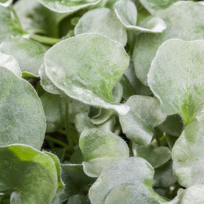 Silberregen, silbergrau, Topf-Ø 12 cm, 6 Pflanzen