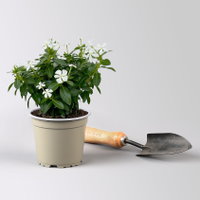 Catharanthus 'Soiree', Farben zufällig, kleinblütig, Topf-Ø 12 cm, 6 Pflanzen Catharanthus 'Soiree', Farben zufällig, kleinblütig, Topf-Ø 12 cm, 6 Pflanzen