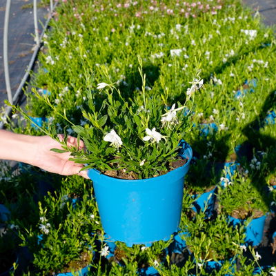 Kölles Beste Prachtkerze weiß, 19 cm Topf