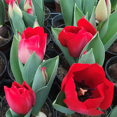 Duft-Tulpe, rot, vorgetrieben, Topf-Ø 11 cm, 6 Pflanzen