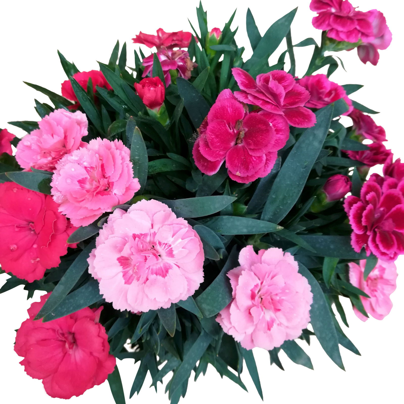 Dianthus 'Trio', rot-rosa-weiß, Topf -Ø 13/14 cm, 6 Stück