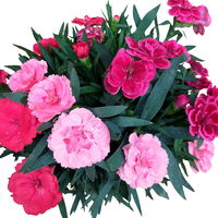 Dianthus 'Trio', rot-rosa-weiß, Topf -Ø 13/14 cm, 6 Stück