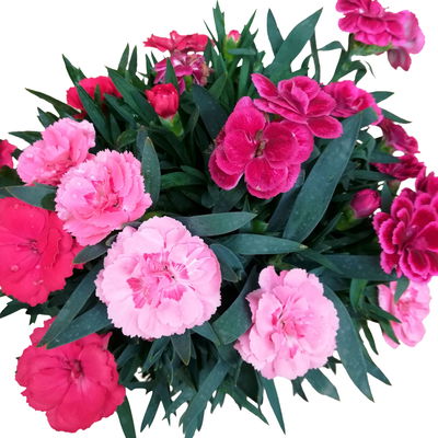 Dianthus 'Trio', rot-rosa-weiß, Topf -Ø 13 cm, 6 Pflanzen