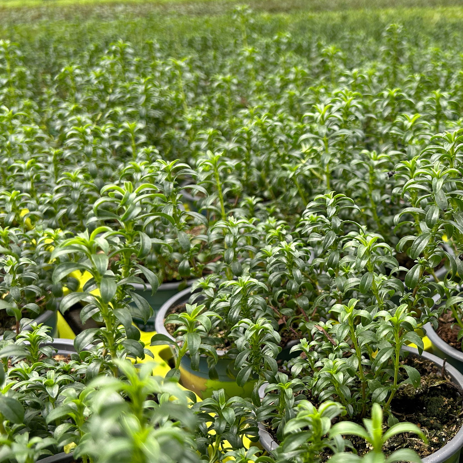 Bio Bergbohnenkraut, Topf-Ø 12cm, frisch aus unserer Bio-Gärtnerei
