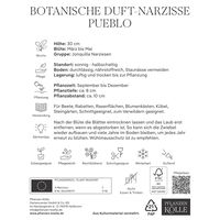 Botanische Duft-Narzisse 'Pueblo', weiß, 20 Blumenzwiebeln