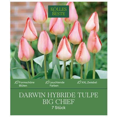 XXL Darwin Hybride-Tulpen 'Big Chief', Gelb, Rosa, Rot, 10 Blumenzwiebeln XXL Darwin Hybride-Tulpen 'Big Chief', Gelb, Rosa, Rot, 10 Blumenzwiebeln