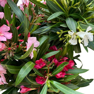 Oleander 'Trio' mehrfarbig, Topf-Ø 22 cm, Höhe ca. 60cm Oleander 'Trio' mehrfarbig, Topf-Ø 22 cm, Höhe ca. 60cm