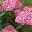 Rosa Schneeballhortensie 'Pink Annabelle'®, rosa, 3er-Set, Höhe 40-60, Topf 5 l