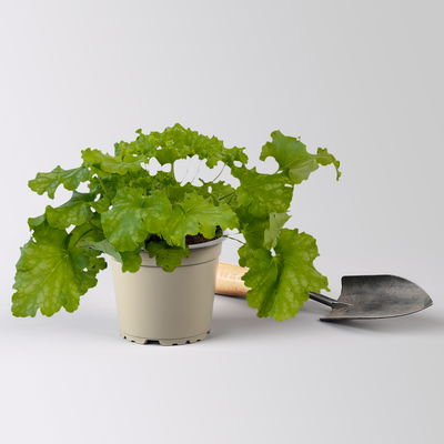 Bio Purpurglöckchen 'Apple Twist', rot bis apfelgrün, Topf-Ø 12 cm, 3 Pflanzen Bio Purpurglöckchen 'Apple Twist', rot bis apfelgrün, Topf-Ø 12 cm, 3 Pflanzen