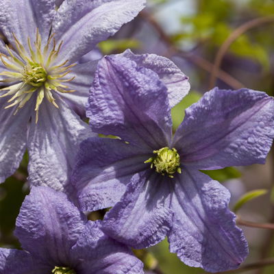 Italienische Waldrebe 'Prince Charles', 2er-Set, hellviolett, Topf 2 Liter Italienische Waldrebe 'Prince Charles', 2er-Set, hellviolett, Topf 2 Liter