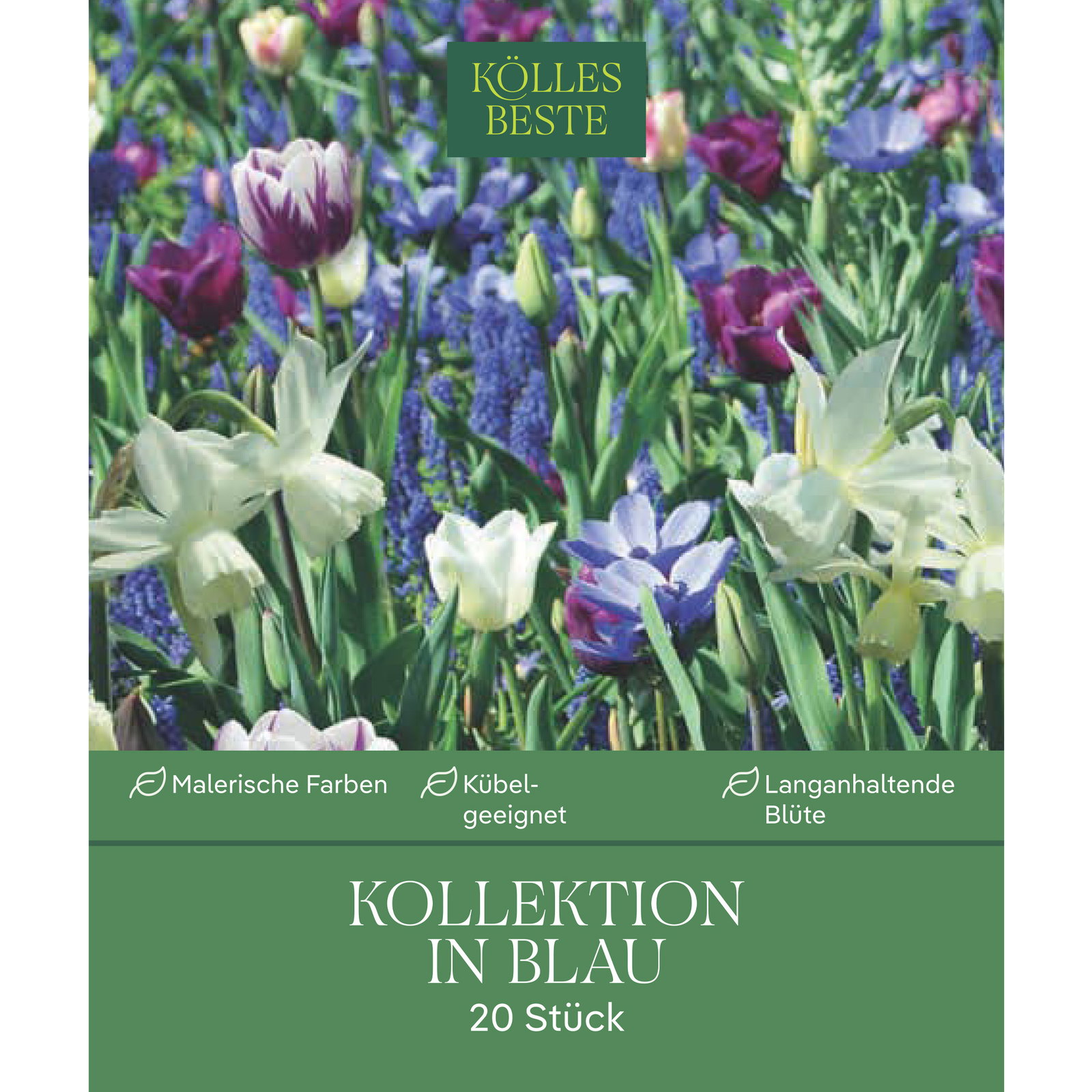 Blumenmischung 'Bienenweide Mischung', blau, 20 Zwiebeln