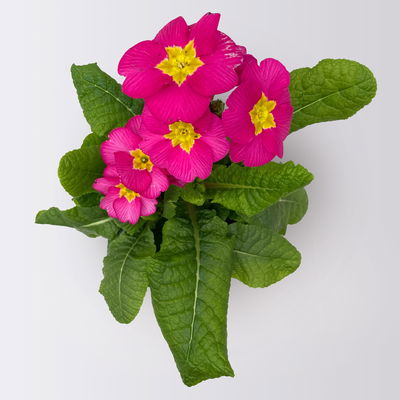 Pflanzenkreation Frühlingskuss, 9 Pflanzen inkl. Erde und Dünger Pflanzenkreation Frühlingskuss, 9 Pflanzen inkl. Erde und Dünger