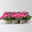 Edellieschen, rosa, Topf-Ø 12 cm, 6 Pflanzen Edellieschen, rosa, Topf-Ø 12 cm, 6 Pflanzen