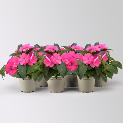 Edellieschen, rosa, Topf-Ø 12 cm, 6 Pflanzen Edellieschen, rosa, Topf-Ø 12 cm, 6 Pflanzen