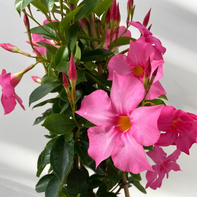 Dipladenie, rosa, Pyramide, Topf-Ø 17 cm, Höhe ca. 70 cm, 2 Pflanzen