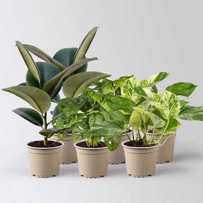 Grünpflanzenkreation  Grünpflanzenkreation