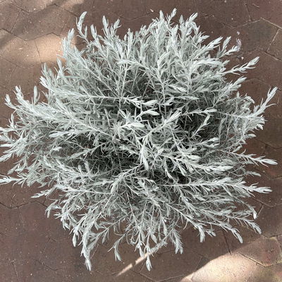 Emustrauch, lila, Topf-Ø 27 cm Emustrauch, lila, Topf-Ø 27 cm