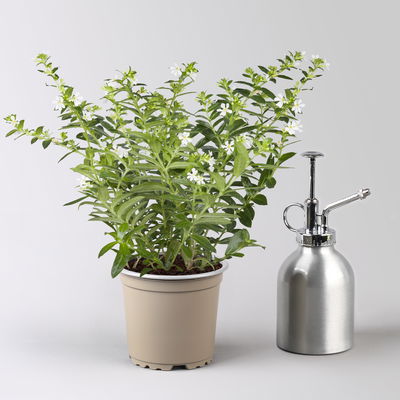 Japanische Scheinmyrte, weiß, Topf-Ø 11 cm, 6 Pflanzen