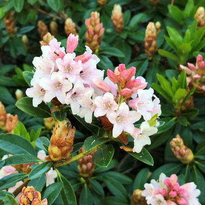 Rhododendron 'Bloombux'® Pink, 6er-Set, Höhe 20-25 cm, Topf 2 Liter Rhododendron 'Bloombux'® Pink, 6er-Set, Höhe 20-25 cm, Topf 2 Liter